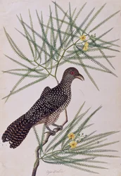 Taja Walie, uit Tekeningen van Vogels uit Malakka, ca. 1805-18